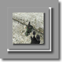 tn_NexArmyScreenLegion (2)