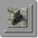 tn_NexArmyScreenLegion (3)